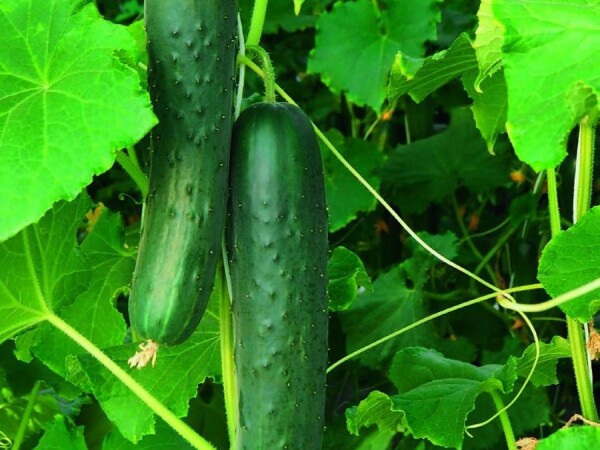 Goghen F1 - sjeme krastavca