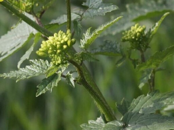 Gorušica Litember, žuta (Sinapis alba/arvensis)