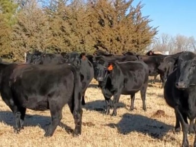 Goveda žive težine