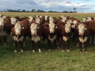 Goveda žive težine