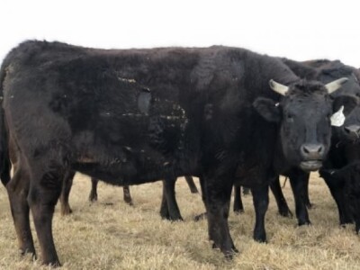 Goveda žive težine