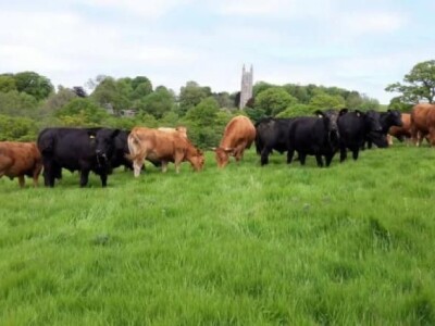 Goveda žive težine