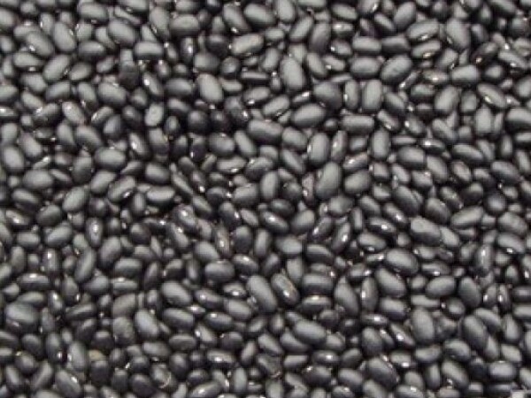 Grah BLACK TURTLE (kornjača) - niski