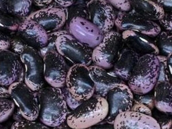 Grah BONELA (žohar) - visoki