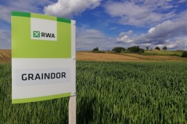 GRAINDOR - RWA sorta pšenice