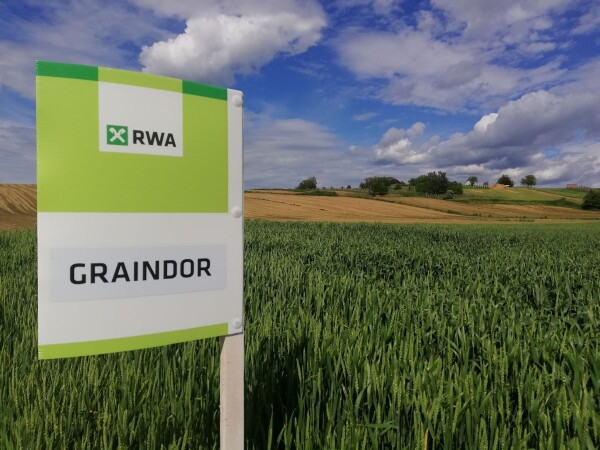 GRAINDOR - RWA sorta pšenice