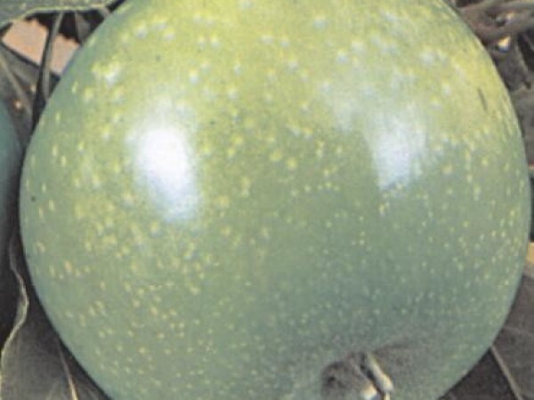 Jabuka - Granny smith - sadnice