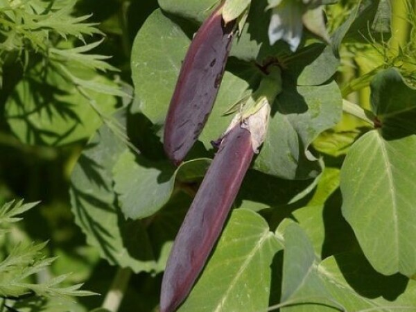 Grašak BLAUWSCHOKKER - visoki