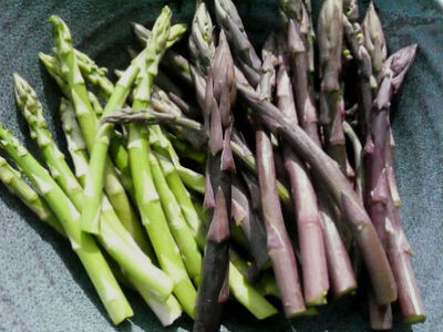 Špargla-asparagus rasad