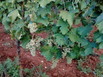 Grožđe crno (merlot i teran) i bijelo (malvazija i muškat žuti) Istra