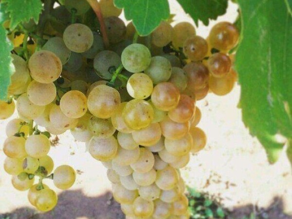 ***Grožđe***Malvazija***5 kn/kg***