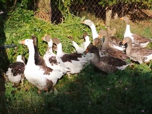 Guske domaće za rasplod