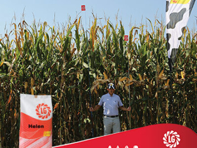 Silažni kukuruz Helen