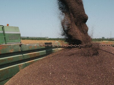 HIMALAYA CL - hibrid uljane repice