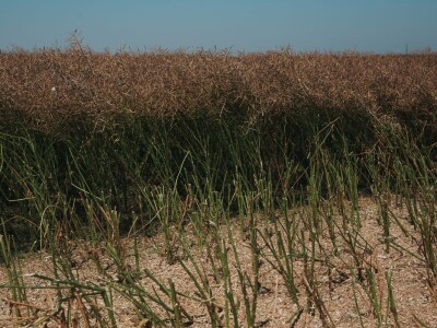 HIMALAYA CL - hibrid uljane repice