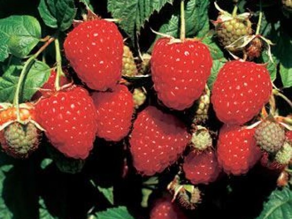 Malina - sorta Himbo Top sadnice golog korena