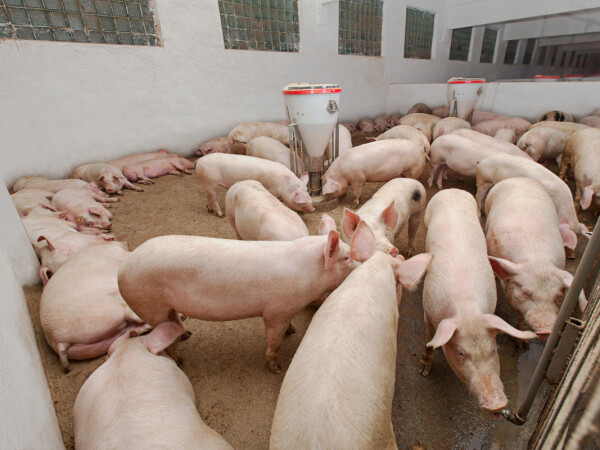 Hrana za prasad - iskoristite akciju!