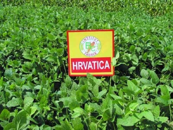 Soja Hrvatica