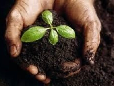 humus kalifornijskih glista