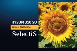 HYSUN 310 SU - SelectiS hibrid suncokreta