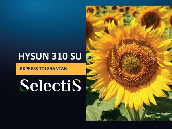 HYSUN 310 SU - SelectiS hibrid suncokreta