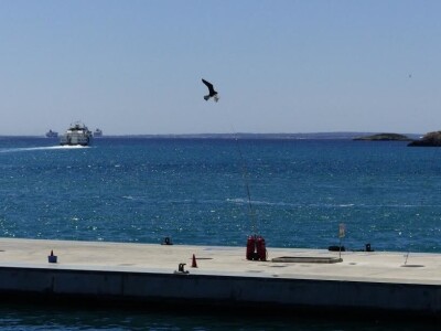 Scarybird - Čuvar vaših usjeva i plodova traži distributere za Hrvatsku!