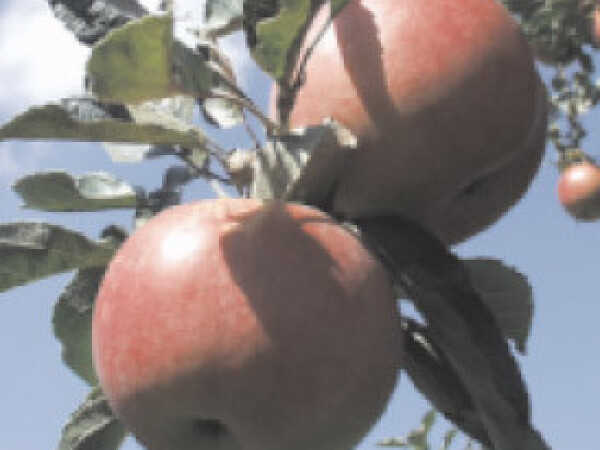 Jabuka - Idared - sadnice