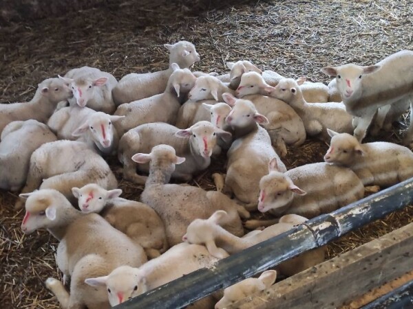 Il de frans umatičeni jaganjci