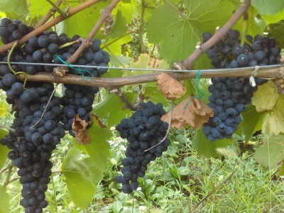 Vinograd, poljoprivredno zemljište, agroturizam: Zelina, Žitomir, 6950 m2