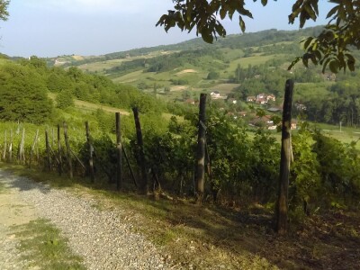 Vinograd, poljoprivredno zemljište, agroturizam: Zelina, Žitomir, 6950 m2