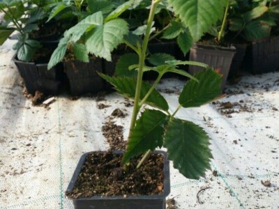 Rasadnik IPTCH-VILAMET