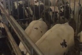 Belgian blue +/- 125 kg