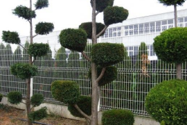 Topiary Bonsai Niwaki Vrtno Ukrasno Drvce Vrtna Arhitektura Pompon Spirala Topiari Japanska Skulptura Životinje