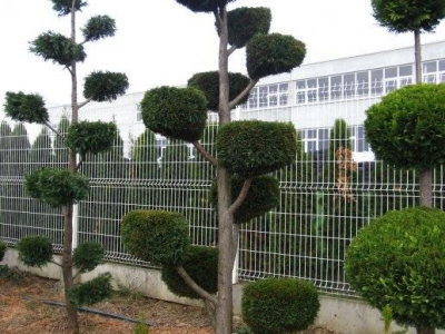 Topiary Bonsai Niwaki Vrtno Ukrasno Drvce Vrtna Arhitektura Pompon Spirala Topiari Japanska Skulptura Životinje