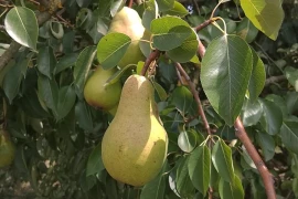 Kruške Viljamovke – domaće, zrele, za preradu – 0,70 €/kg