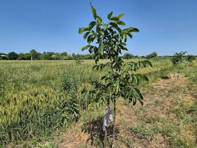 Imanje s nasadom mladih oraha u građevinskoj zoni 6.087 m2 - Tenja