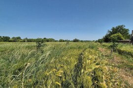 Imanje s nasadom mladih oraha u građevinskoj zoni 6.087 m2 - Tenja