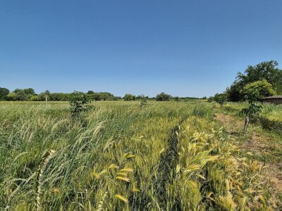 Imanje s nasadom mladih oraha u građevinskoj zoni 6.087 m2 - Tenja