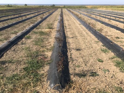 Bratina (ZG Županija)