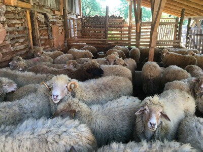 Na prodaju 30 umaticenih ovaca sa jaganjcima i tri ovna