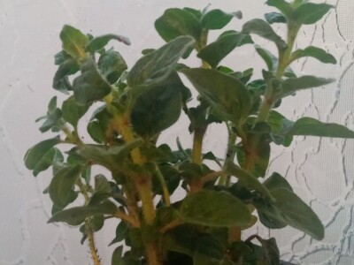 Divlji origano Sadnice (LEKOVIT, ORGANSKI) sa Suve planine