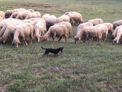 Na prodaju 30 umaticenih ovaca sa jaganjcima i tri ovna