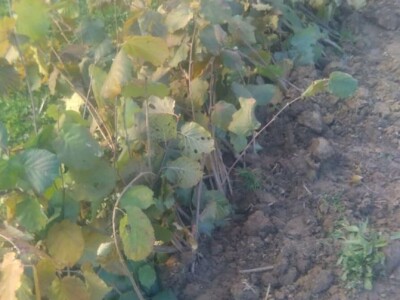 SADNICE LIJESKE-LJEŠNJAKA