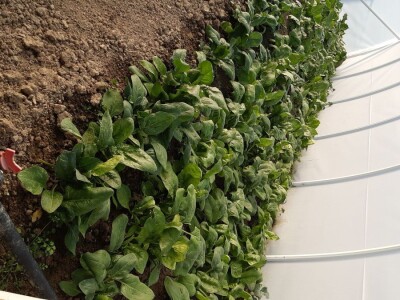 PLASTENIK 3,8X2,1X6,00 met