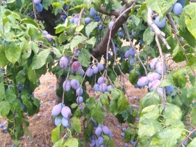 Meka i ljuta rakija vece kolicine  180 din i 350 din 0656576213