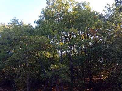 Prodajem šumu, Bale, Istarska županija