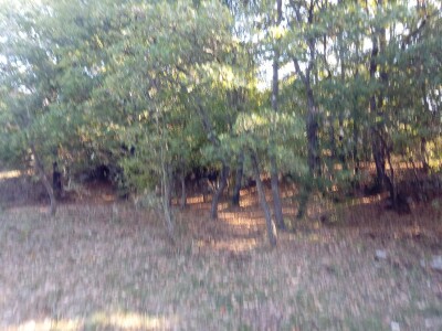 Prodajem šumu, Bale, Istarska županija