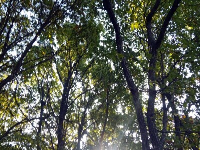 Prodajem šumu, Bale, Istarska županija