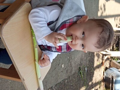 Špargla koren jednogodišnji