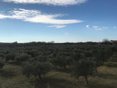 Prodajem maslinik s kamenom kućom, površine cca 3 hekara